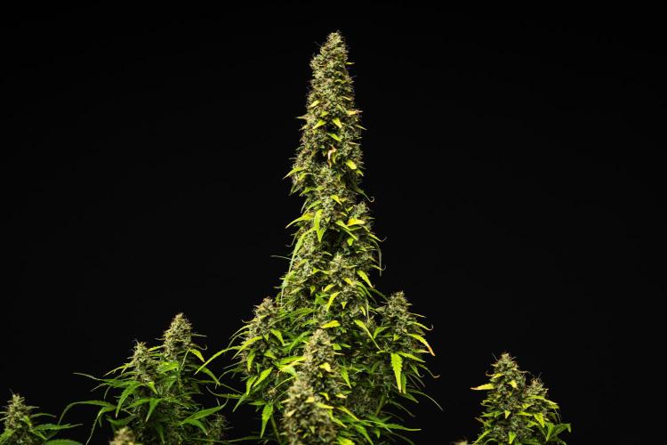 Wedding Cake - Farm #23. Week 10 - Wedding Cake - Day 70.