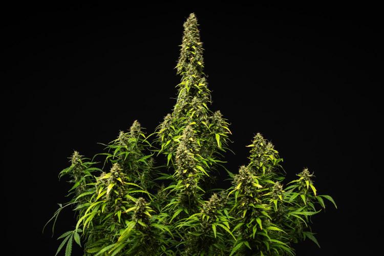 Wedding Cake - Farm #23. Week 10 - Wedding Cake - Day 70.