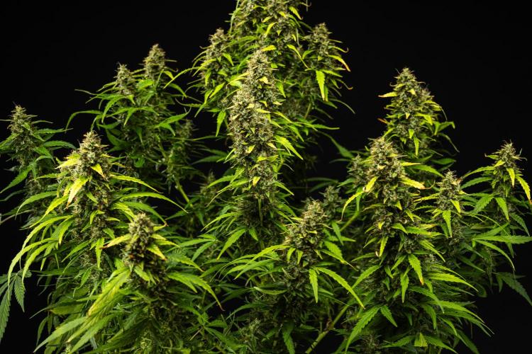 Wedding Cake - Farm #23. Week 10 - Wedding Cake - Day 70.