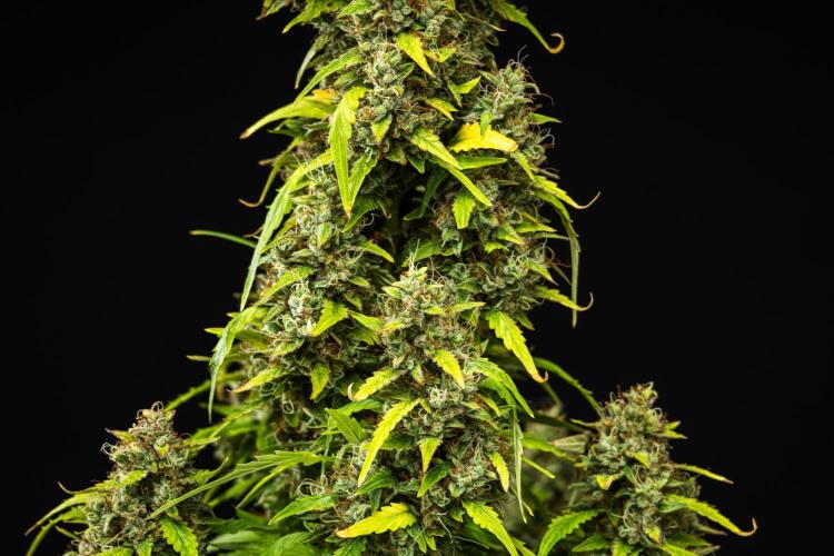Wedding Cake - Farm #23. Week 10 - Wedding Cake - Day 70.
