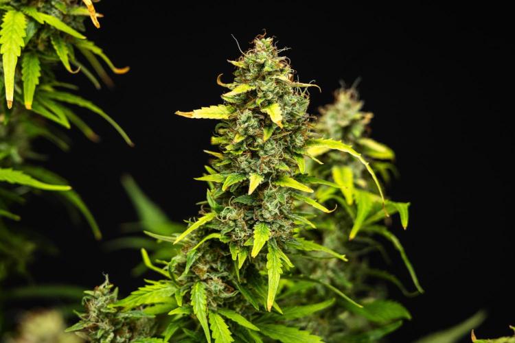 Wedding Cake - Farm #23. Week 10 - Wedding Cake - Day 70.
