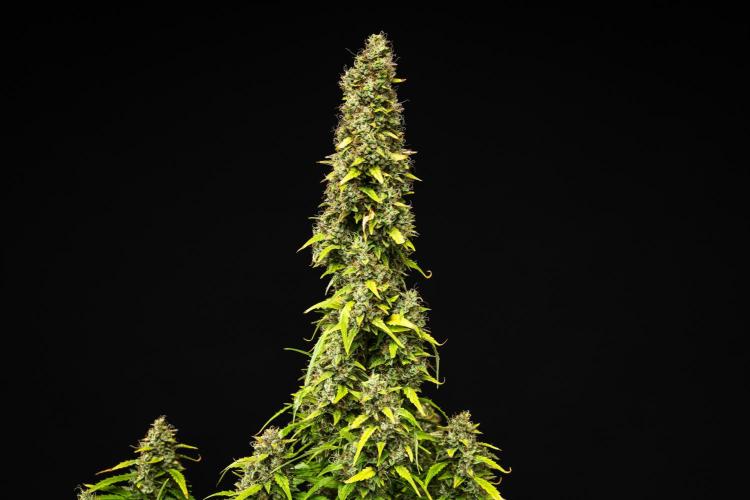 Wedding Cake - Farm #23. Week 10 - Wedding Cake - Day 70.