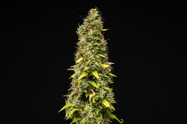 Wedding Cake - Farm #23. Week 10 - Wedding Cake - Day 70.