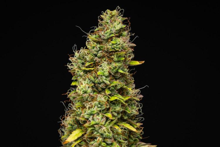 Wedding Cake - Farm #23. Week 10 - Wedding Cake - Day 70.
