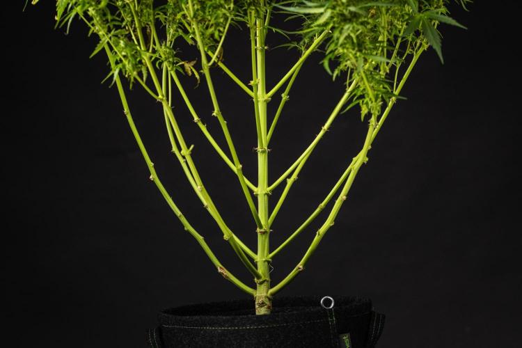 Wedding Cake - Farm #23. Week 10 - Wedding Cake - Day 70.