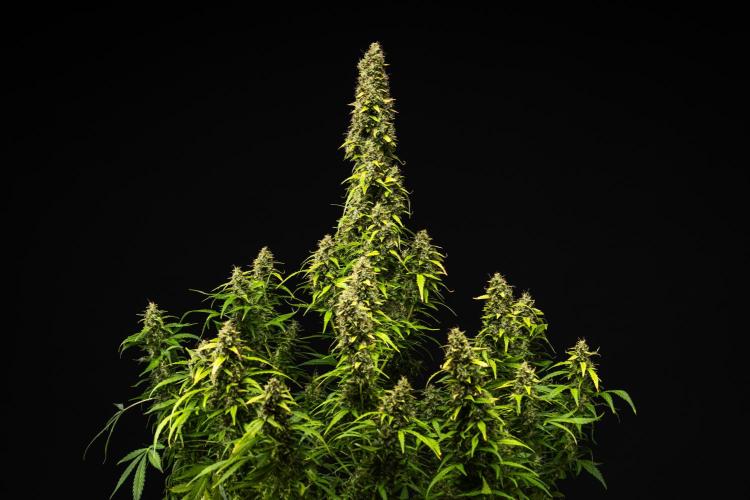 Wedding Cake - Farm #23. Week 10 - Wedding Cake - Day 70.