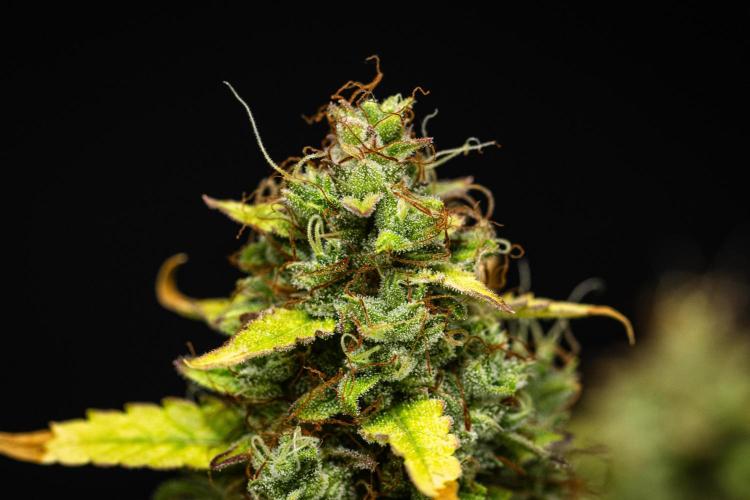 Wedding Cake - Farm #23. Week 10 - Wedding Cake - Day 70.