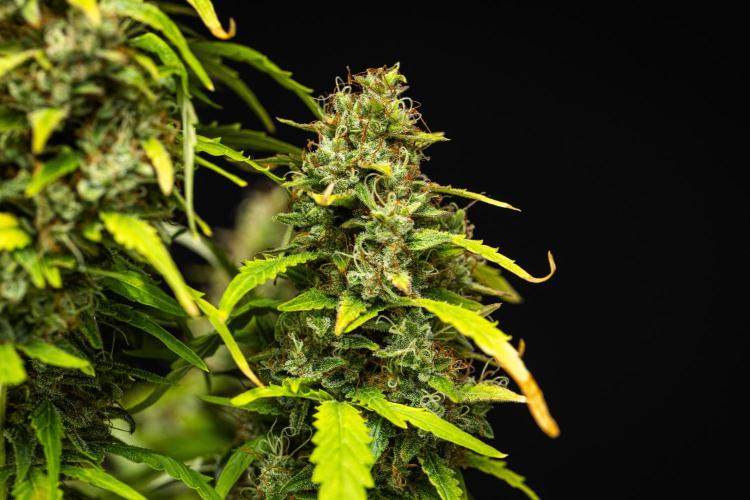 Wedding Cake - Farm #23. Week 10 - Wedding Cake - Day 70.