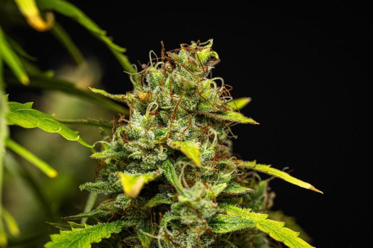 Wedding Cake - Farm #23. Week 10 - Wedding Cake - Day 70.