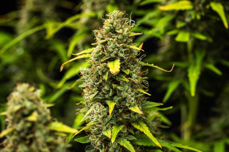 Wedding Cake - Farm #23. Week 10 - Wedding Cake - Day 70.