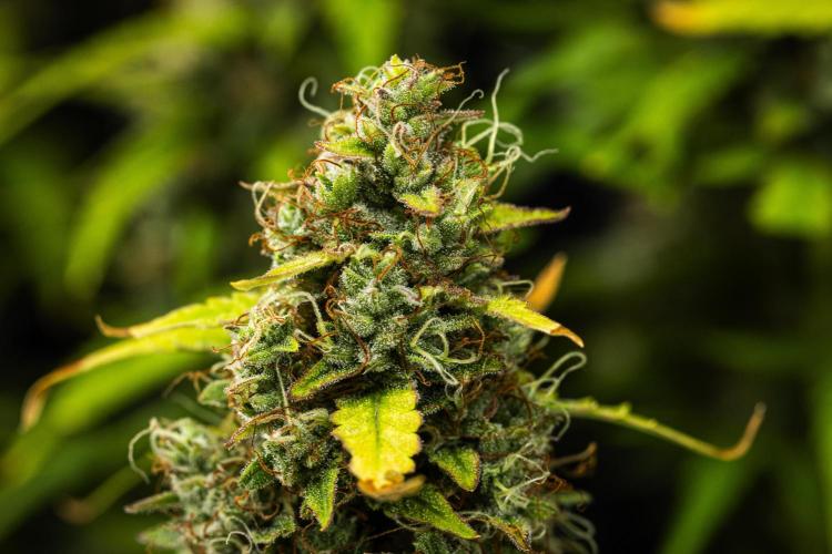 Wedding Cake - Farm #23. Week 10 - Wedding Cake - Day 70.