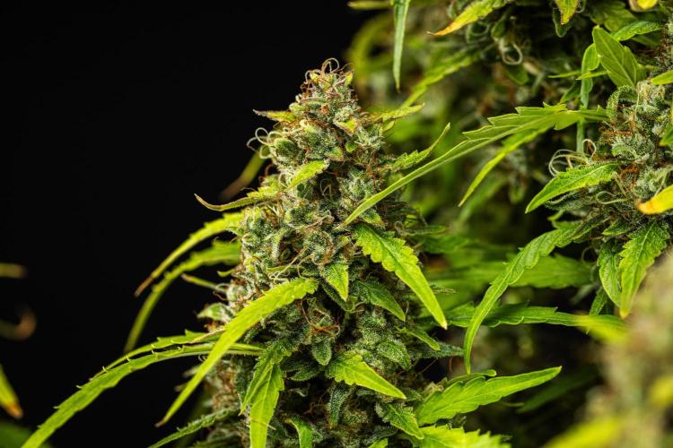 Wedding Cake - Farm #23. Week 10 - Wedding Cake - Day 70.