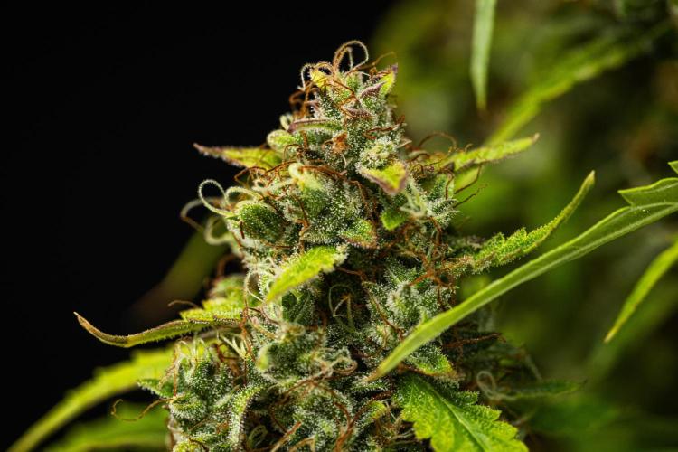Wedding Cake - Farm #23. Week 10 - Wedding Cake - Day 70.