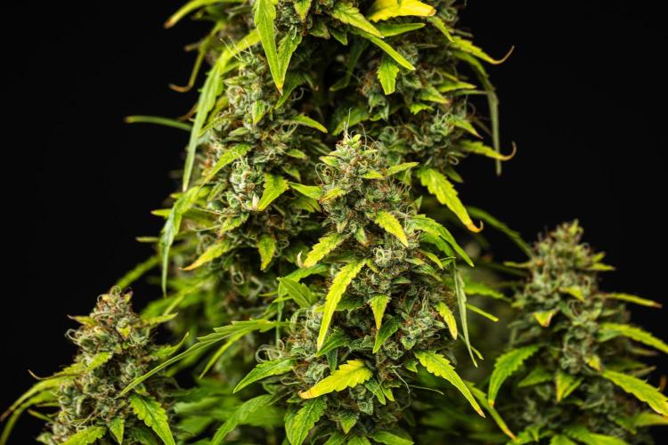 Wedding Cake - Farm #23. Week 10 - Wedding Cake - Day 70.