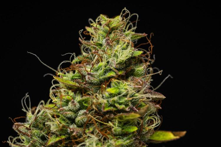 Wedding Cake Automatic. Week 10