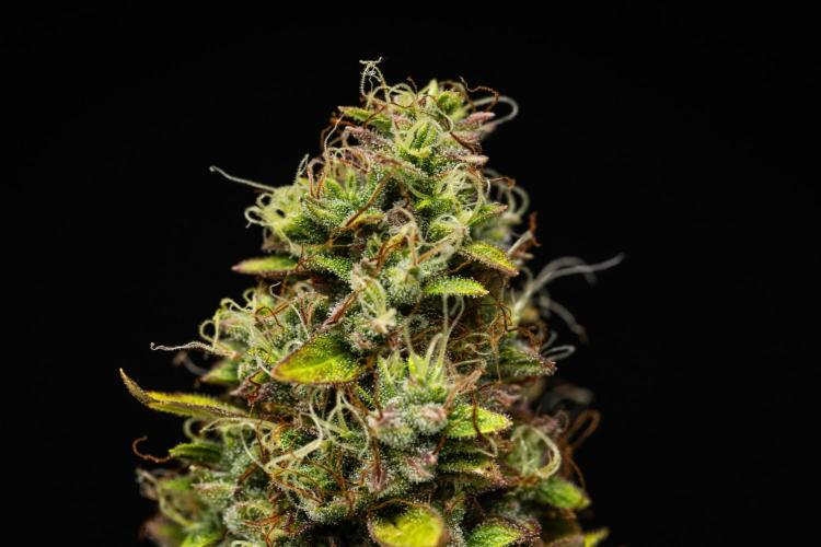 Wedding Cake - Farm #23. Week 10 - Wedding Cake - Day 70.