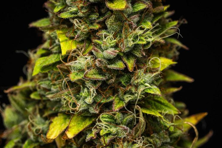 Wedding Cake - Farm #23. Week 10 - Wedding Cake - Day 70.