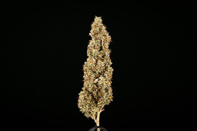 Wedding Cake - Farm #23. Week 11 - Wedding Cake Auto - dry flower