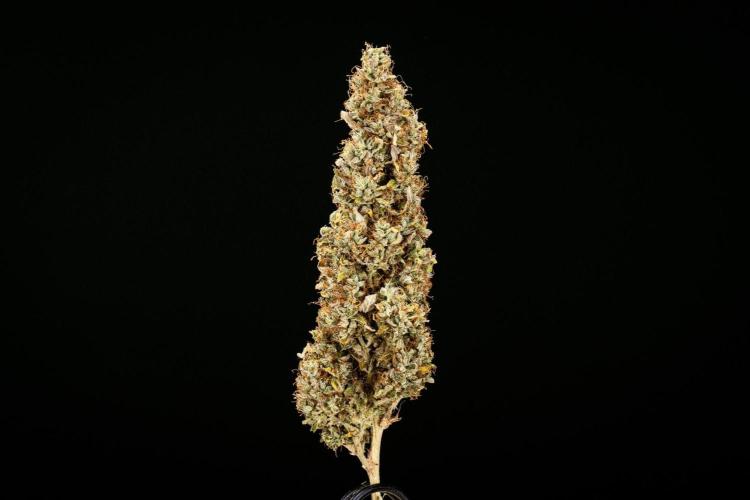 Wedding Cake - Farm #23. Week 11 - Wedding Cake Auto - dry flower