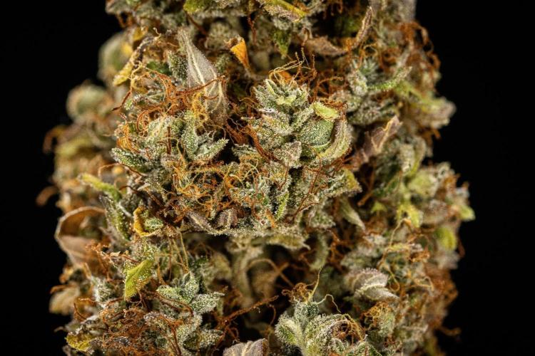 Wedding Cake - Farm #23. Week 11 - Wedding Cake Auto - dry flower