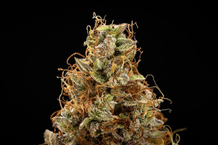 Wedding Cake - Farm #23. Week 11 - Wedding Cake Auto - dry flower