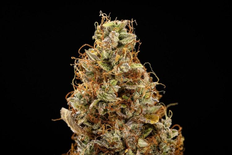 Wedding Cake - Farm #23. Week 11 - Wedding Cake Auto - dry flower