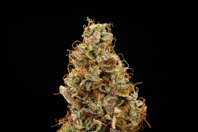 Wedding Cake - Farm #23. Week 11 - Wedding Cake Auto - dry flower