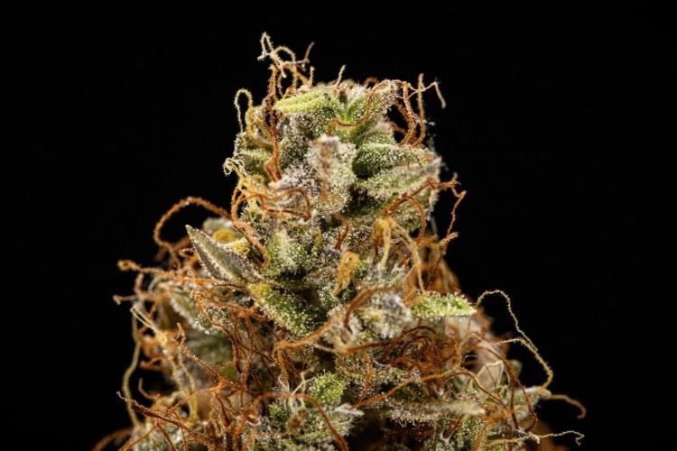 Wedding Cake - Farm #23. Week 11 - Wedding Cake Auto - dry flower