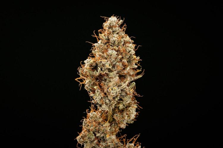 Grape Ape - Farm #23. Week 10 - Grape Ape Auto - dry flower