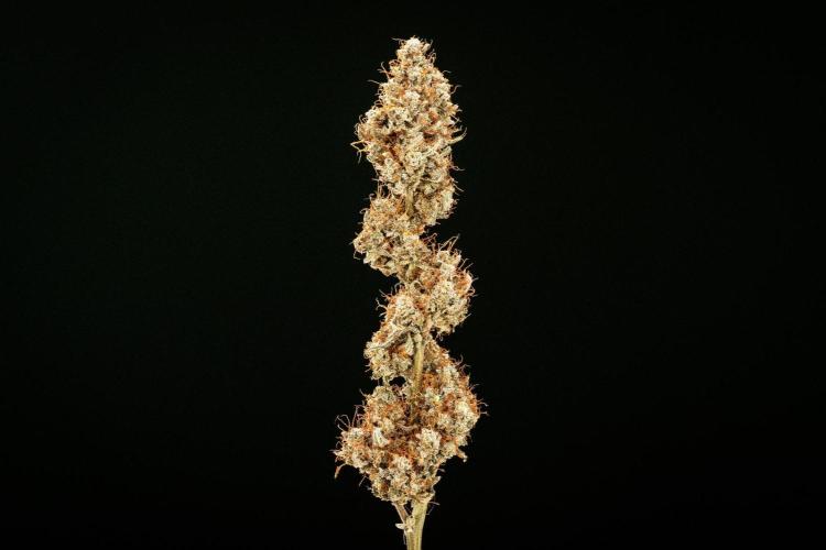 Grape Ape - Farm #23. Week 10 - Grape Ape Auto - dry flower