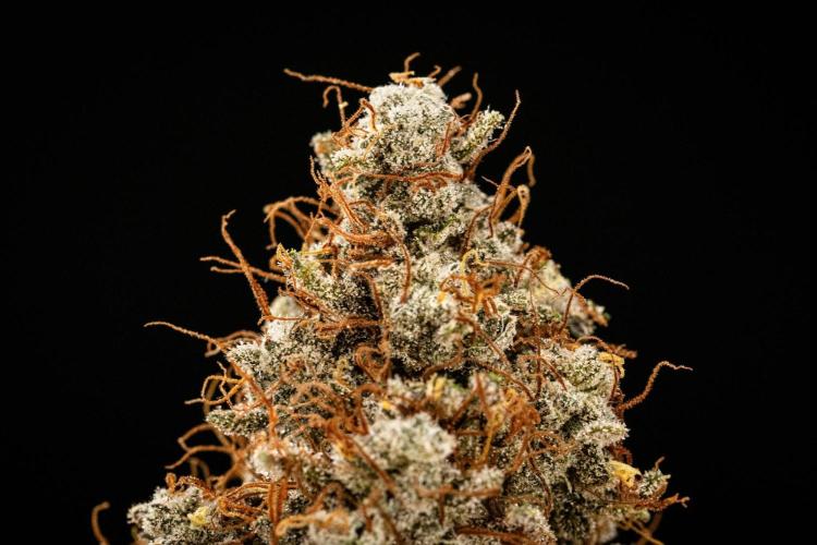 Grape Ape - Farm #23. Week 10 - Grape Ape Auto - dry flower