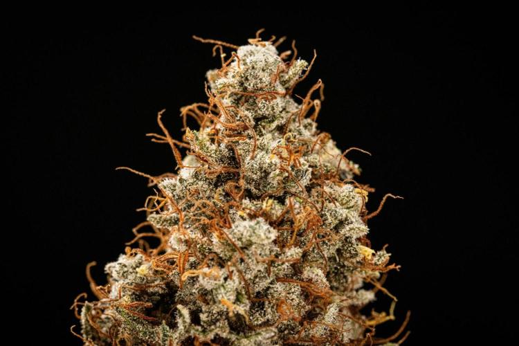 Grape Ape - Farm #23. Week 10 - Grape Ape Auto - dry flower