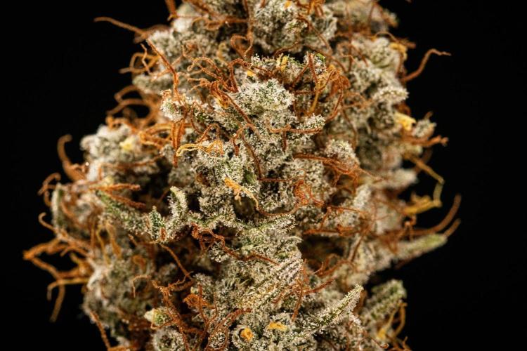 Grape Ape - Farm #23. Week 10 - Grape Ape Auto - dry flower