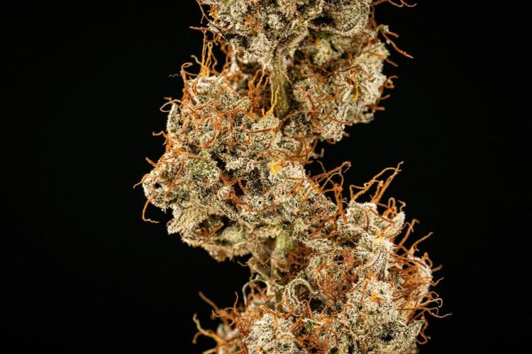 Grape Ape - Farm #23. Week 10 - Grape Ape Auto - dry flower