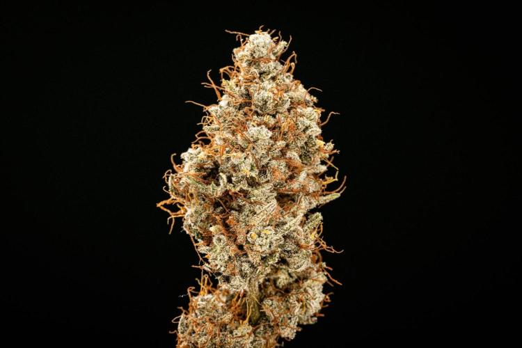 Grape Ape - Farm #23. Week 10 - Grape Ape Auto - dry flower