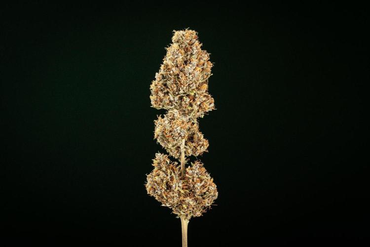 Pink Runtz - Farm #23. Week 10 - Pink Runtz Auto - Dry flower