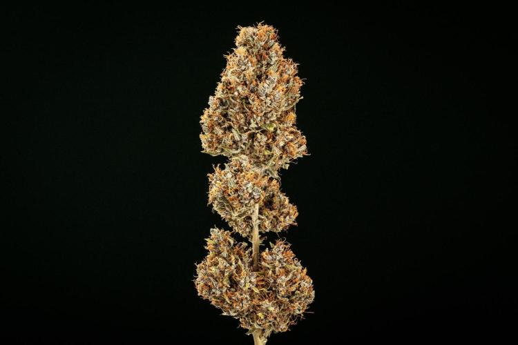 Pink Runtz - Farm #23. Week 10 - Pink Runtz Auto - Dry flower