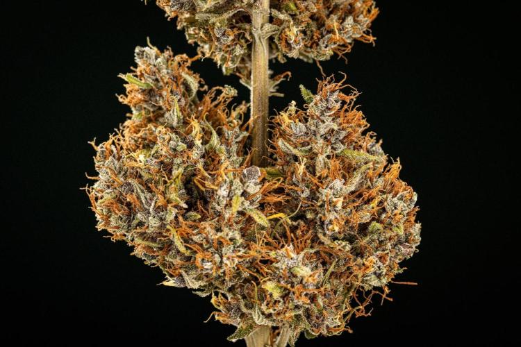 Pink Runtz - Farm #23. Week 10 - Pink Runtz Auto - Dry flower