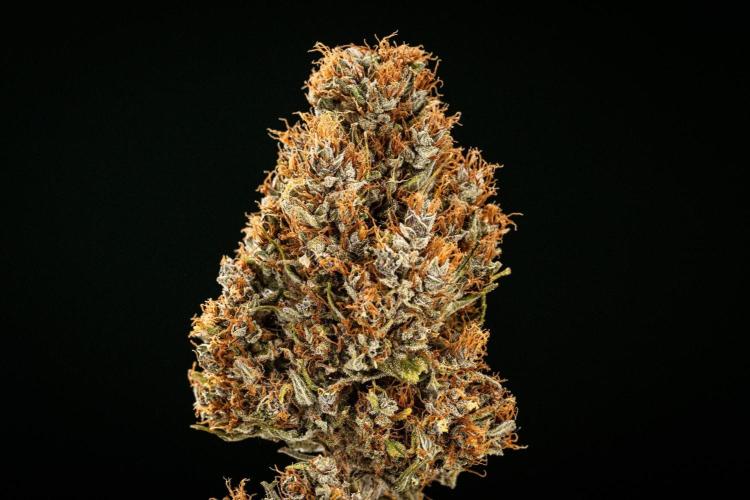 Pink Runtz - Farm #23. Week 10 - Pink Runtz Auto - Dry flower