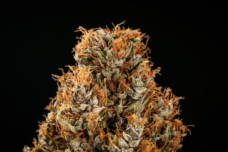 Pink Runtz - Farm #23. Week 10 - Pink Runtz Auto - Dry flower