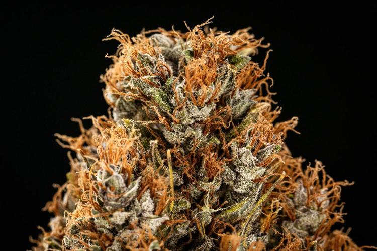 Pink Runtz Automatic. Week 10