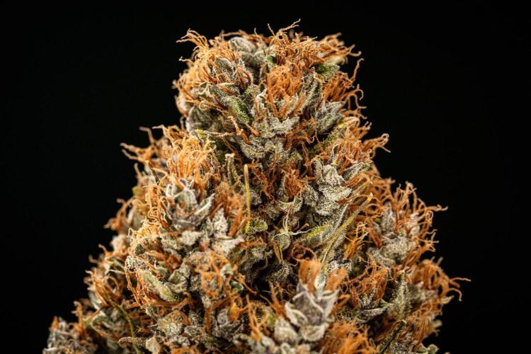 Pink Runtz - Farm #23. Week 10 - Pink Runtz Auto - Dry flower