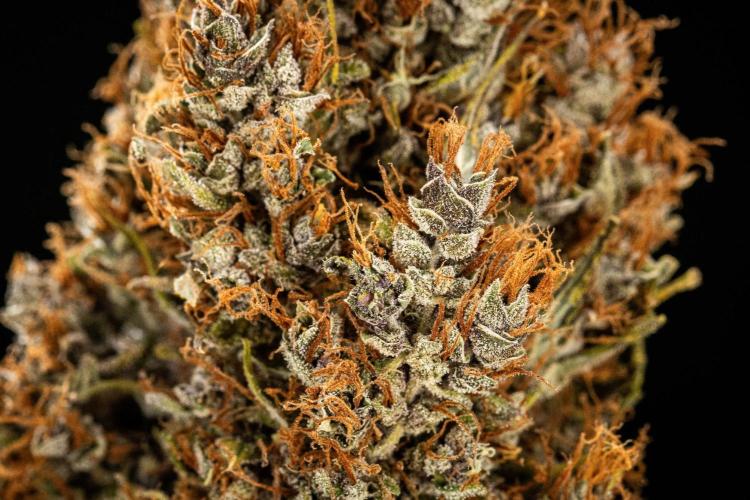 Pink Runtz - Farm #23. Week 10 - Pink Runtz Auto - Dry flower
