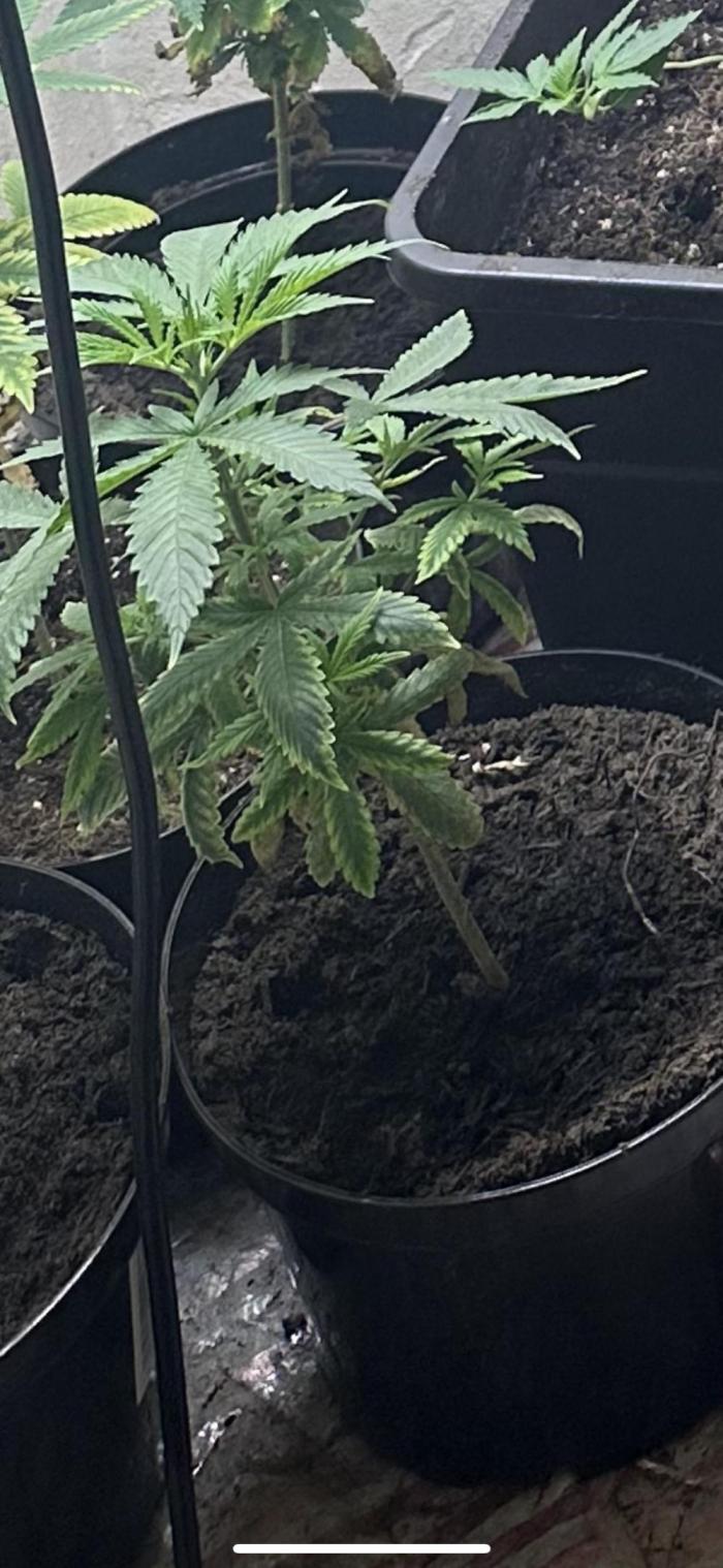 Kannabias new release zoap rose🌹. Week 7