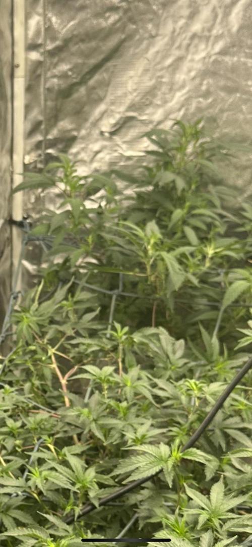 Kannabias new release zoap rose🌹. Week 10