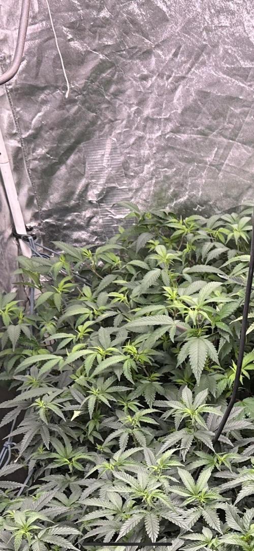 Kannabias new release zoap rose🌹. Week 10