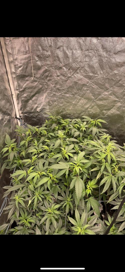 Kannabias new release zoap rose🌹. Week 10