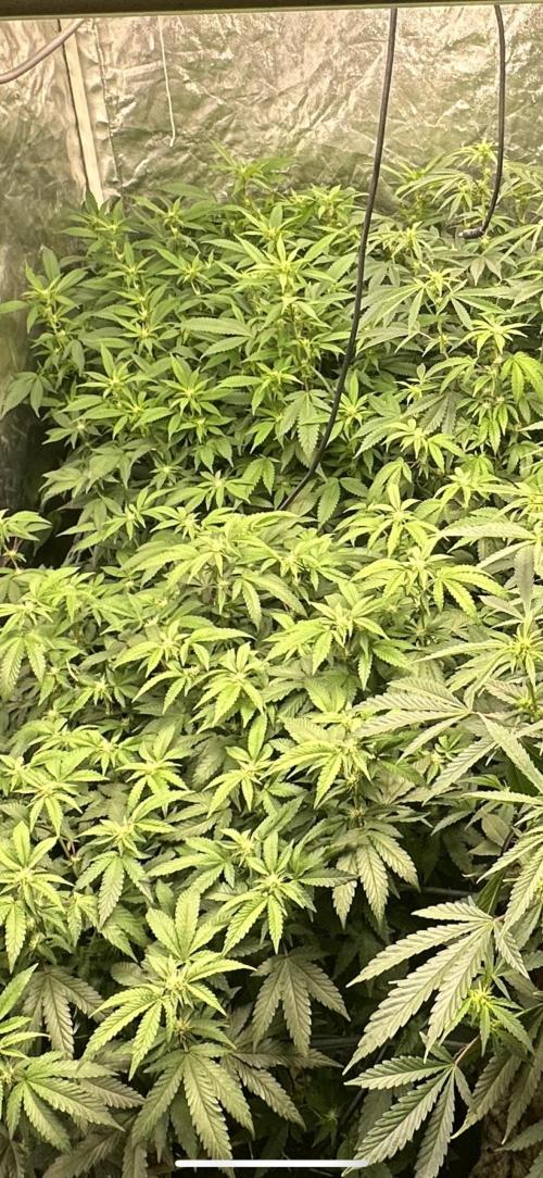 Kannabias new release zoap rose🌹. Week 11