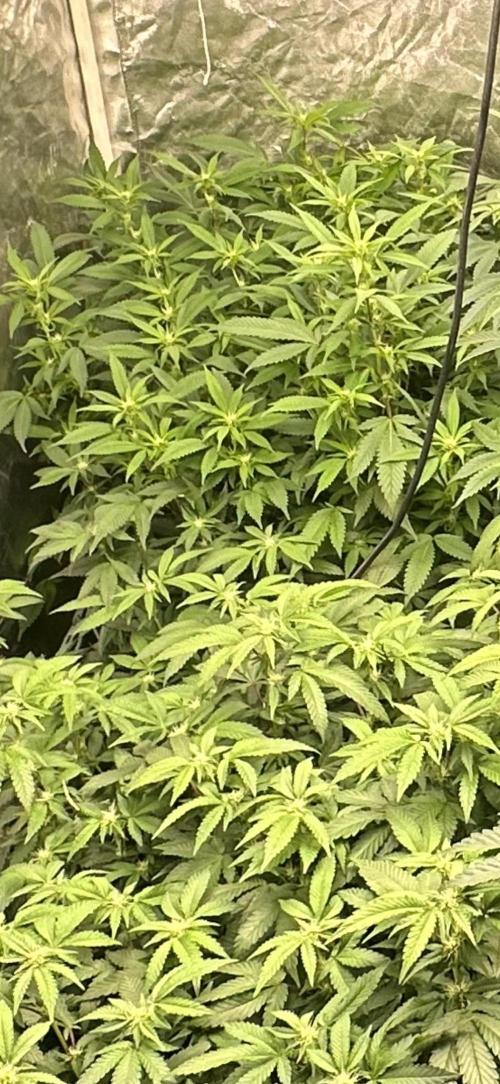 Kannabias new release zoap rose🌹. Week 11