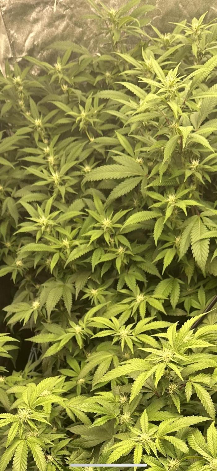 Kannabias new release zoap rose🌹. Week 12 - Going to defoliate and lolypop next week👍